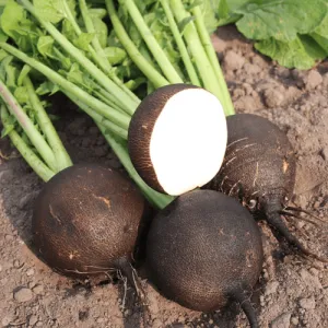 Black Spanish Round Radish Seeds